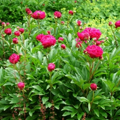 'Karl Rosenfield' Peony -Great Garden Plants Sales Store PaeoniaKarlRosenfield 160603gbo096