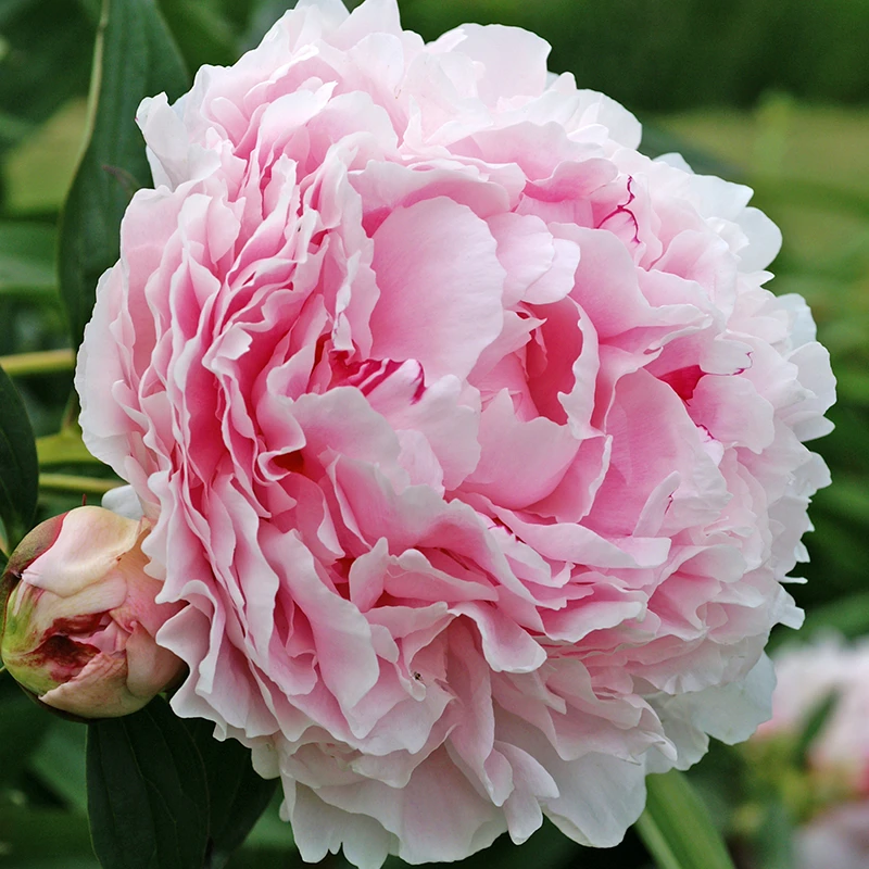 'Sarah Bernhardt' Peony 2 'Sarah Bernhardt' Peony - Image 2