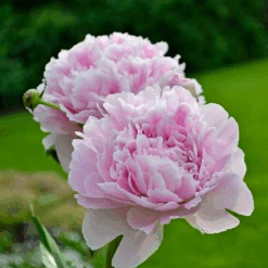 'Sarah Bernhardt' Peony 7 'Sarah Bernhardt' Peony -Great Garden Plants Sales Store PaeoniaSarahBernhardt 130620cre002