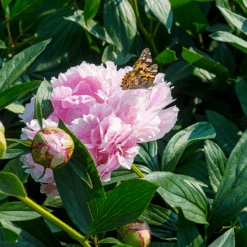 'Sarah Bernhardt' Peony 9 'Sarah Bernhardt' Peony -Great Garden Plants Sales Store PaeoniaSarahBernhardtwithbutterfly 160606gbo017