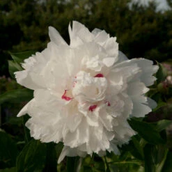 'Festiva Maxima' Peony -Great Garden Plants Sales Store Paeonia FestivaMaxima 1