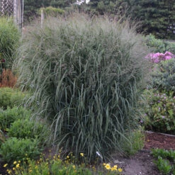 Prairie Winds® 'Apache Rose' Switchgrass 7 Prairie Winds® 'Apache Rose' Switchgrass -Great Garden Plants Sales Store Panicum Apache Rose 2 P