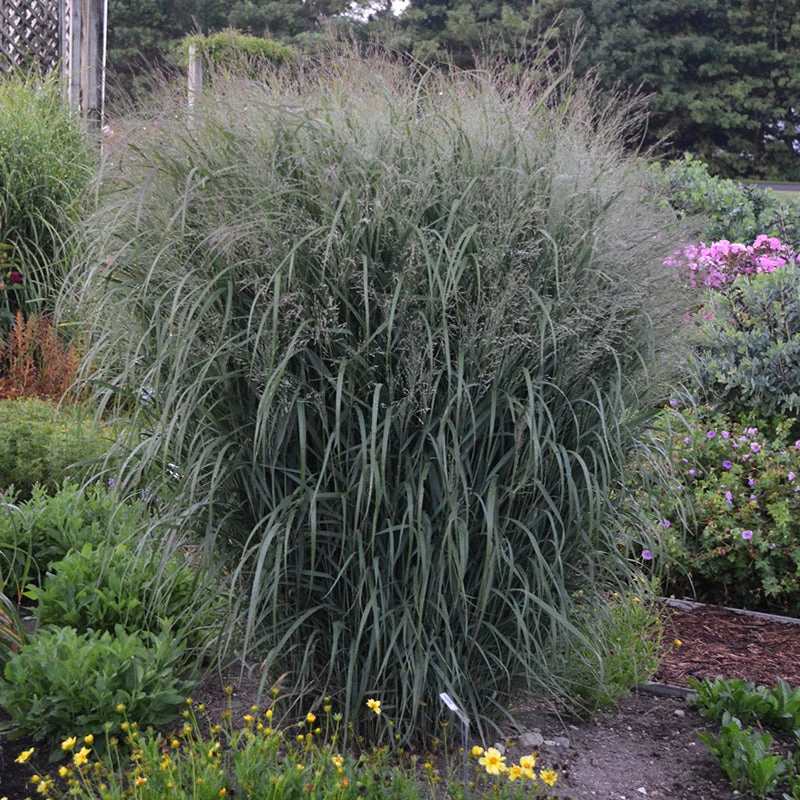 Prairie Winds® 'Apache Rose' Switchgrass 3 Prairie Winds® 'Apache Rose' Switchgrass - Image 3