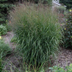 Prairie Winds® 'Apache Rose' Switchgrass 8 Prairie Winds® 'Apache Rose' Switchgrass -Great Garden Plants Sales Store Panicum Apache Rose 4 P