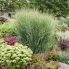 Prairie Winds® 'Totem Pole' Switchgrass