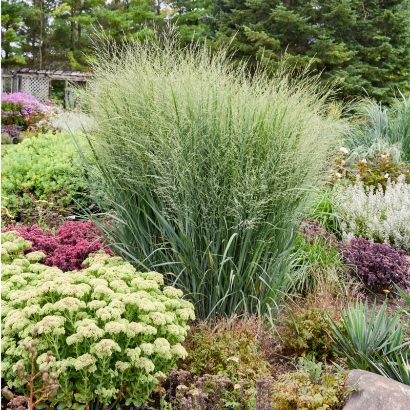 Prairie Winds® 'Totem Pole' Switchgrass 1 Prairie Winds® 'Totem Pole' Switchgrass
