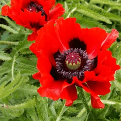 'Beauty Of Livermere' Oriental Poppy