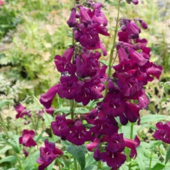 Cha Cha™ 'Purple' Beardtongue -Great Garden Plants Sales Store Penstemon Cha Cha Purple 6