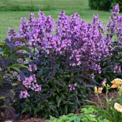 'Midnight Masquerade' Beardtongue -Great Garden Plants Sales Store Penstemon Midnight Masquerade 3 P