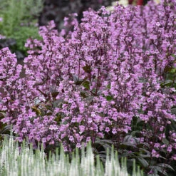 'Midnight Masquerade' Beardtongue -Great Garden Plants Sales Store Penstemon Midnight Masquerade 4 P