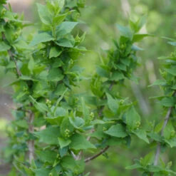 Illuminati Arch® Mock Orange -Great Garden Plants Sales Store Philadelphus Illuminati Arch 3