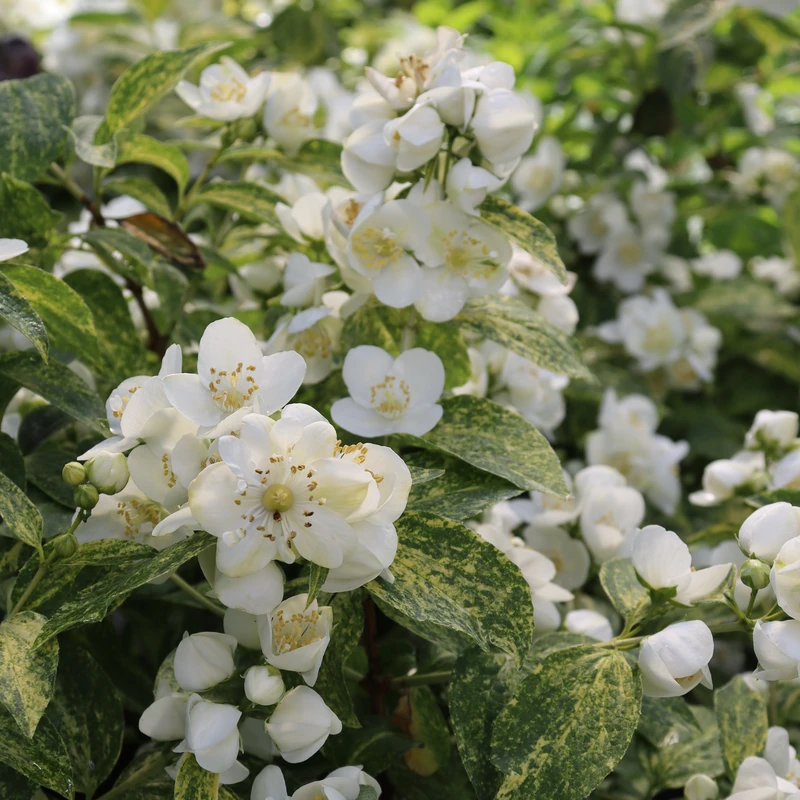 Illuminati Sparks™ Mock Orange 1 Illuminati Sparks™ Mock Orange