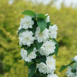Illuminati Spice™ Mock Orange -Great Garden Plants Sales Store Philadelphus Illuminati Spice DSC06775