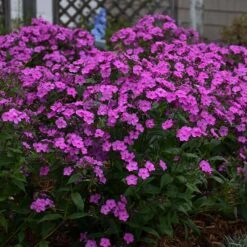 'Cloudburst' Tall Cushion Phlox -Great Garden Plants Sales Store Phlox Cloudburst 2 P sw