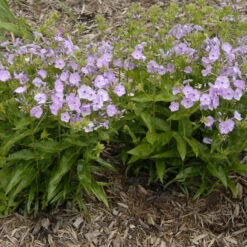 'Opening Act Blush' Hybrid Phlox -Great Garden Plants Sales Store Phlox Opening Act Blush 1
