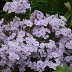 'Opening Act Pink-A-Dot' Hybrid Phlox -Great Garden Plants Sales Store Phlox Opening Act Pink a Dot 3