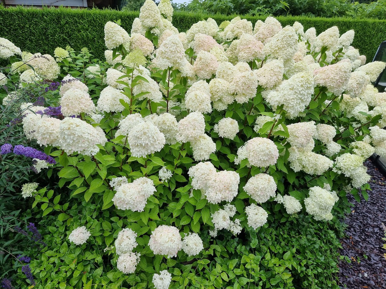 Great Garden Plants Sales Store -Great Garden Plants Sales Store Pluimhortensia Hydrangea Paniculata