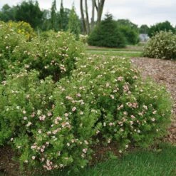 Happy Face® Pink Paradise Potentilla -Great Garden Plants Sales Store Potentilla Happy Face Pink Paradise 3 P sw