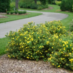 Happy Face® Yellow Potentilla -Great Garden Plants Sales Store Potentilla Happy Face Yellow 3 P