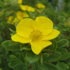 Happy Face® Yellow Potentilla -Great Garden Plants Sales Store Potentilla Happy Face Yellow 5 P