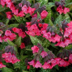 'Shrimp On The Barbie' Lungwort 5 'Shrimp On The Barbie' Lungwort -Great Garden Plants Sales Store Pulmonaria Shrimps on the Barbie 2 sq