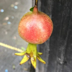 Peppy Le Pom™ Pomegranate -Great Garden Plants Sales Store Punica Peppy Le Pom 3 L