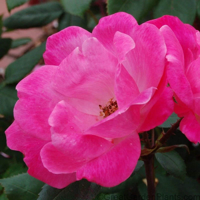 Pink Knock Out® Rose 2 Pink Knock Out® Rose - Image 2