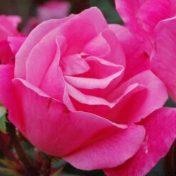 Pink Knock Out® Rose 5 Pink Knock Out® Rose -Great Garden Plants Sales Store ROSPK2Q 3