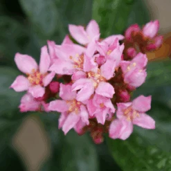 La Vida Grande™ Indian Hawthorn -Great Garden Plants Sales Store RhaphiolepisLaVidaGrandeP1075031 800x800 b1236b4