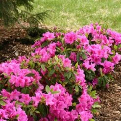 Bloom-A-Thon® Lavender Reblooming Azalea -Great Garden Plants Sales Store Rhododendron Bloom A Thon Lavender 3 P a52a377d 7313 4336 a6b0 9a786f52e931 sw