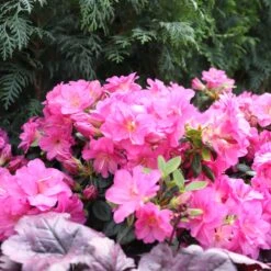 Perfecto Mundo® Double Purple Reblooming Azalea -Great Garden Plants Sales Store Rhododendron Perfecto Mundo Double Purple sq