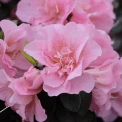 Great Garden Plants Sales Store -Great Garden Plants Sales Store RhododendronPerfectoMundoDoublePinkIMG 0790 800x800 aae2838