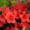 Perfecto Mundo® Orange Reblooming Azalea