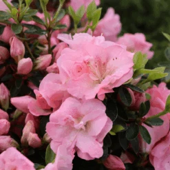 Perfecto Mundo Pink Carpet™Reblooming Azalea -Great Garden Plants Sales Store RhododendronPerfectoMundoPinkCarpetIMG 0641 800x800 6a0c32b