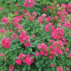 Oso Easy Peasy® Rose -Great Garden Plants Sales Store Rosa Oso Easy Pleasy 3 P