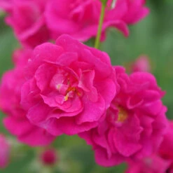 Oso Easy Peasy® Rose -Great Garden Plants Sales Store Rosa Oso Easy Pleasy 4 P