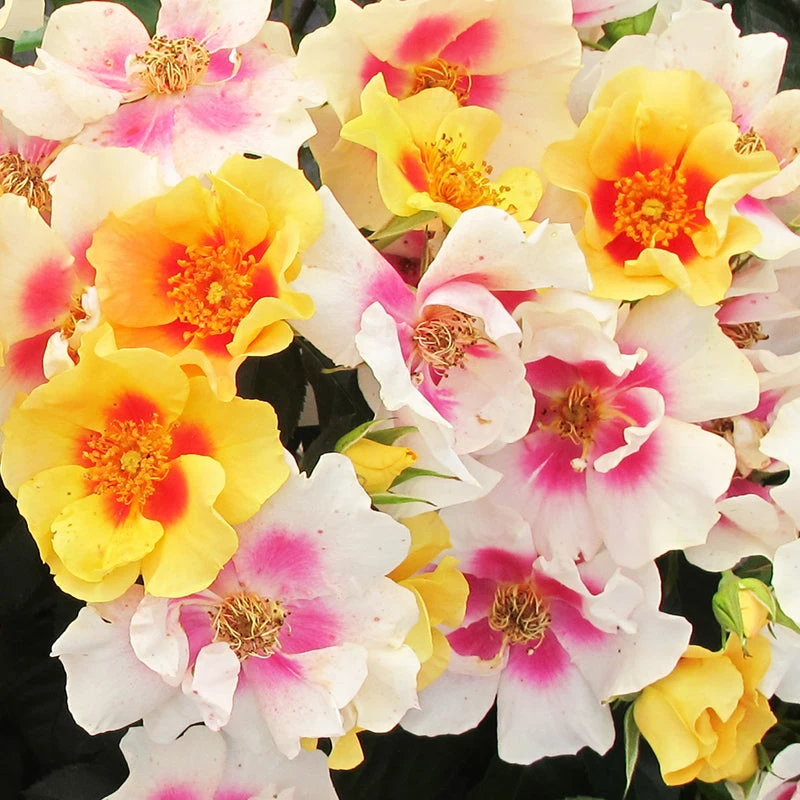 Ringo® Rose 2 Ringo® Rose - Image 2