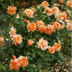 At Last® Rose 12 At Last® Rose -Great Garden Plants Sales Store RosaAtLastIMG 8960 800x800 8f059ad