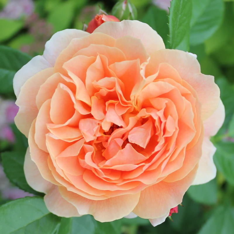 At Last® Rose 2 At Last® Rose - Image 2