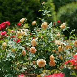 Flavorette™ Honey-Apricot Rose -Great Garden Plants Sales Store RosaFlavoretteApricot HoneyDSC04297 1080x1080 3345916