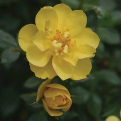 Oso Easy Lemon Zest® Rose -Great Garden Plants Sales Store RosaOsoEasyLemonZest2