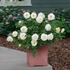 Reminiscent™ Crema Rose -Great Garden Plants Sales Store RosaReminiscentCremaP1072050 800x800 861f9b3