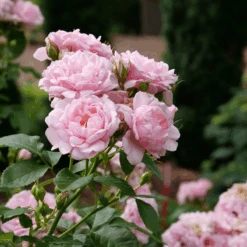 Reminiscent™ Pink Rose 8 Reminiscent™ Pink Rose -Great Garden Plants Sales Store RosaReminiscentPinkP1071859 800x800 7063c0b