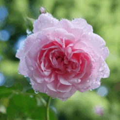 Reminiscent™ Pink Rose 7 Reminiscent™ Pink Rose -Great Garden Plants Sales Store RosaReminiscentPinkP1094438 800x800 002b007