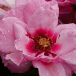 Ringo® Double Pink Rose