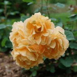 Rise Up Amberness™ Climbing Rose -Great Garden Plants Sales Store RosaRiseUpAmbernessDSC09017 800x800 6ca8a6a