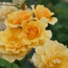 Rise Up Amberness™ Climbing Rose