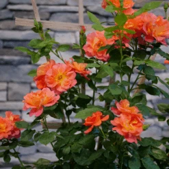 Rise Up Emberays™ Climbing Rose