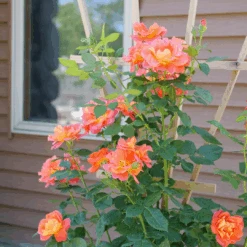 Rise Up Emberays™ Climbing Rose -Great Garden Plants Sales Store RosaRiseUpEmberaysP1184697 1080x1080 0fee0c8