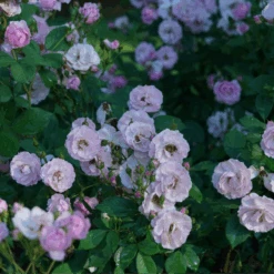 Rise Up Lilac Days™ Climbing Rose 7 Rise Up Lilac Days™ Climbing Rose -Great Garden Plants Sales Store RosaRiseUpLilacDaysDSC07015 800x800 ccb5c78